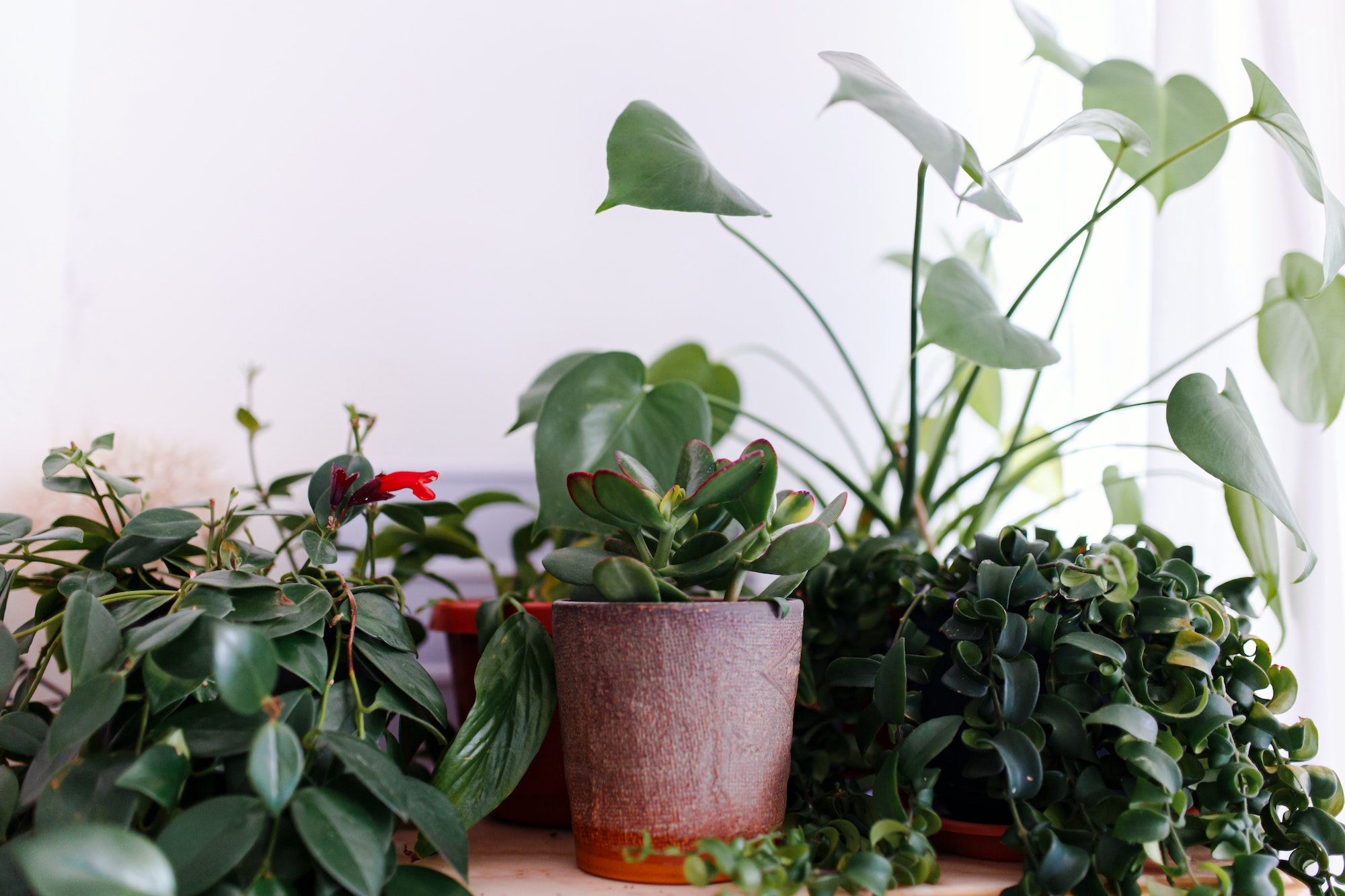 Indoor plants display. House plants